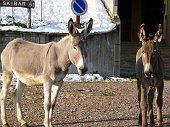 Traversata Passo S. Simone 2000 m  - FOTOGALLERY